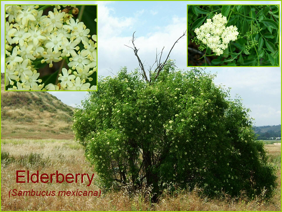 Elderberry, Sambucus mexicana
