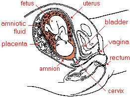 drawing of the human female reproductive system with a fetus in her uterus--the cervix and other major parts are highlighted