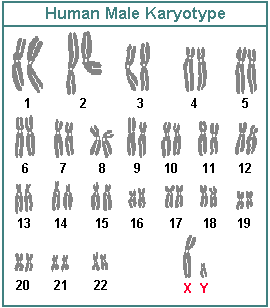 drawings a normal human male karyotype with the homologous chromosome pairs numbered