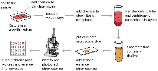 illustration of the process of culturing cells to produce a karyotype of chromosomes--a chemical is added to a tissue sample to stimulate mitosis; after 2-3 days of incubation, a chemical is added to stop mitosis in metaphase; the sample is transferred to a tube and centrifuged to separate into layers; it is transferred to a tube containing a fixative; a small amount of the sample is put onto a microscopic slide and stain is added to enhance the chromosome visibility; chromosomes are located with a microscope and photographed