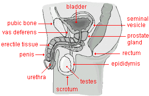 drawing of the human male reproductive system with the major parts highlighted