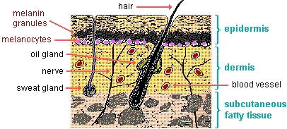 drawing of a cross section of human skin showing melanin and melanocytes 