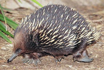 Classification of Living Things Echidna  Reproduction