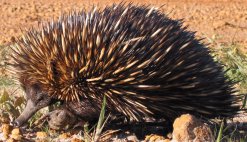 drawing of an echidna