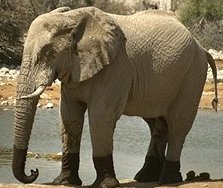 photo of an African elephant