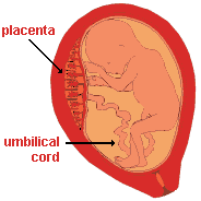 drawing of a human fetus in utero with the placenta and umbilical cord highlighted