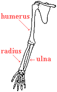 drawing of the bones in a human arm--humerus in the upper arm; radius and ulna in the lower arm