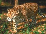 photo of a jaguar walking