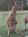 photo of a kangaroo mother with a baby in her pouch