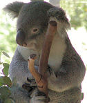 photo of an adult koala in a tree