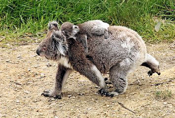 photo of a koala mother carrying a joey (baby) on her back