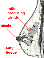 cross section drawing of a human mammary gland showing milk producing glands, nipple, and fatty tissues