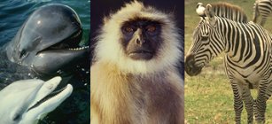 3 photos--a whale and a dolphin swimming together, a monkey, and a zebra