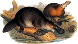 drawing of two  platypuses (or platypi)