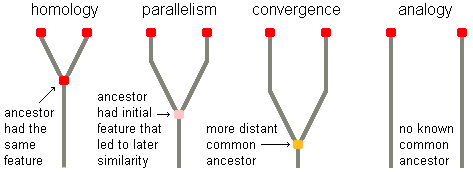 graphic illustrations of homology, parallelism, convergence, and analogy