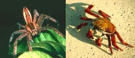 2 photos--a spider and a crab