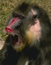 photo of an adult male mandrill threatening another by holding his mouth wide open and showing his teeth