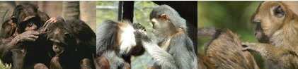 3 photos of allogrooming primates--chimpanzees, douc langurs, and crab-eater macaques
