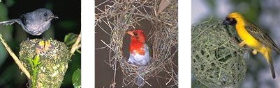 3 photos of different bird species making their unique shaped nests