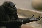 photo of a chimpanzee with an outstretched hand