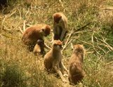 photo of 4 patas monkeys casually resting and eating in a grass and brush clearing