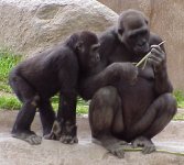 photo of a young gorilla carefully watching an adult gorilla manipulate a small stick with her fingers