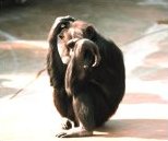 photo of a mentally disturbed chimpanzee in a zoo