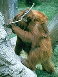 photo of a mother orangutan carrying a baby on her back  (she is using a stick to "fish out" an object from a rock crevice)