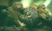 photo of 3 pygmy marmoset adults carrying 3 infants