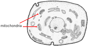 drawing of a generalized animal cell with mitochondria highlighted