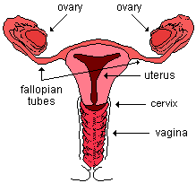 drawing of human vagina, uterus, fallopian tubes, and ovaries