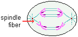 drawing of anaphase 1 stage of meiosis--homologous chromosome pairs separate and are pulled to opposite poles of the cell by spindle fibers attached to the centrioles
