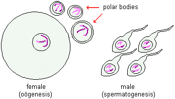 drawings of the culmination of meiosis--in females one ovum and two more polar bodies are produced; in males four sperm cells are produced