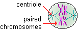 drawing of metaphase 1 stage of meiosis--doubled chromosomes pairs line up along the midline of the cell between two centrioles