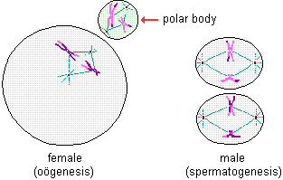 drawings of metaphase 2 stage of meiosis in females and males--chromosomes once again line up on the equatorial plane of the cells, equidistant between the two centrioles; the still doubled chromosomes then split at their centromeres and the single chromosome strands migrate to opposite sides of the cell