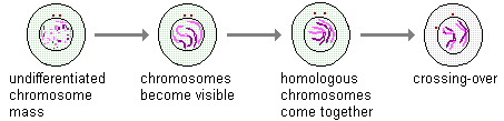 drawings of interphase and prophase 1 stages of meiosis--undifferentiated chromosome mass becomes visible chromosomes; homologous chromosomes come together and crossing-over occurs