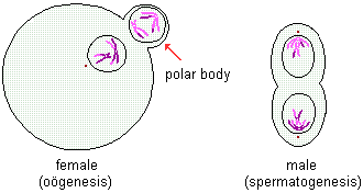 drawings of telophase 1 stage of meiosis in females and males--separate nuclear membranes form around what will be distinct new cells