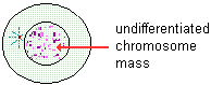 drawing of interphase stage of mitosis--there is an undifferentiated chromosome mass in the nucleus