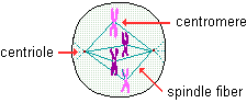 drawing of metaphase stage of mitosis--the nuclear membrane disappears and the chromosomes become aligned half way between the centrioles; the centromere of each chromosome becomes attached by thread-like spindle fibers to the centrioles which are at polar opposite sides of the cell