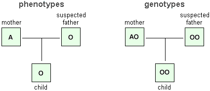 schematic drawings of phenotypes and genotypes of an expected ABO inheritance pattern