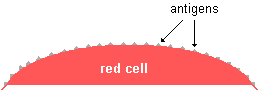 drawing of antigens on the surface of a red cell