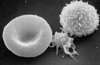 electron microscopic photo of a human erythrocyte, a thrombocyte, and a leukocyte next to each other