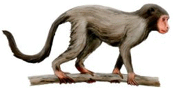 painting of Aegyptopithecus