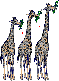 drawing of 3 giraffes illustrating evolution based on Lamarck's incorrect idea of inheritance of acquired characteristics--the giraffes are stretching their necks to reach leaves high up in a tree.