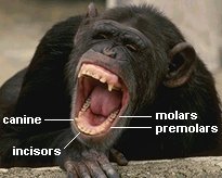 chimpanzee with its mouth open showing different kinds of teeth (canines, incisors, premolars, and molars)