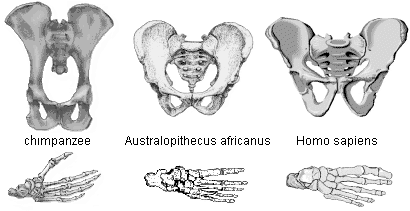 which early hominid fossils provide the strongest evidence of bipedalism