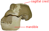 photo of a robust early hominid skull with the sagittal crest and mandible highlighted