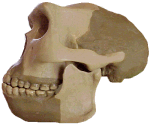 photo of a Homo erectus skull