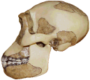 photo of an early human skull (side view)
