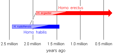 Early Human Evolution Homo Ergaster And Erectus